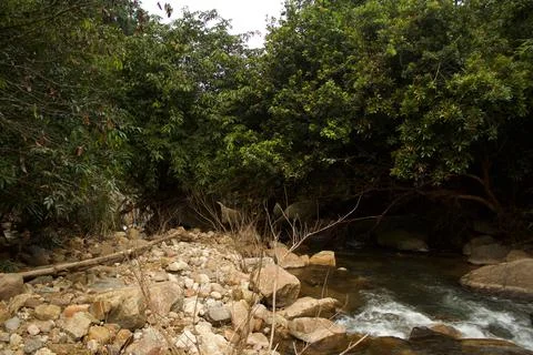 Mountain stream in the forest Stock Photos