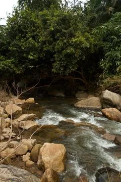 Mountain stream in the forest Stock Photos