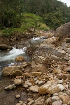 Mountain stream in the forest Stock Photos