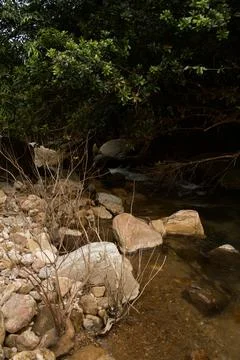 Mountain stream in the forest Stock Photos