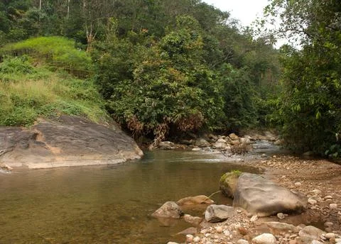 Mountain stream in the forest Stock Photos