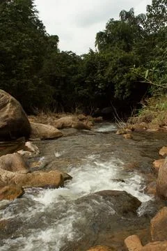 Mountain stream in the forest Stock Photos