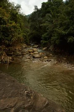 Mountain stream in the forest Stock Photos