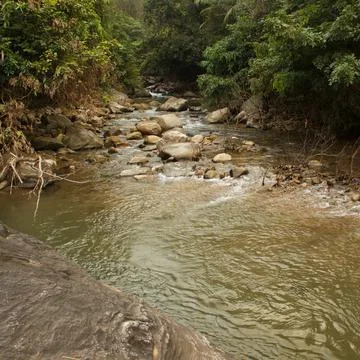 Mountain stream in the forest Stock Photos