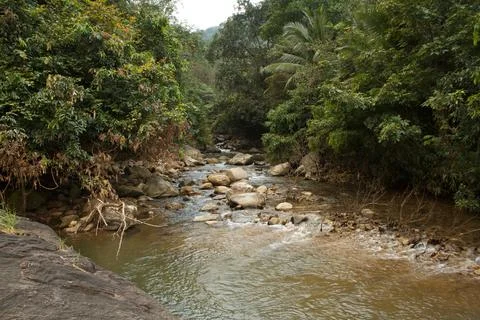 Mountain stream in the forest Stock Photos