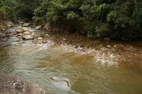 Mountain stream in the forest Stock Photos