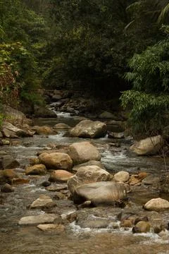 Mountain stream in the forest Stock Photos