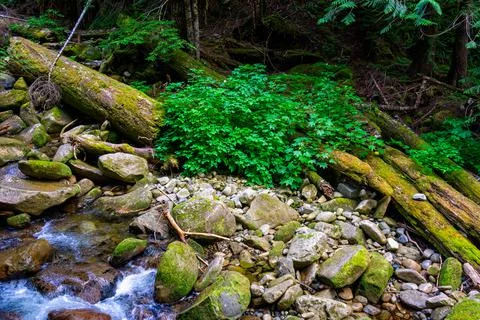 A mountain stream in the forest Stock Photos