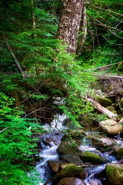 A mountain stream in the forest Stock Photos
