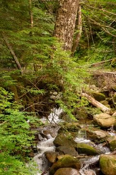 A mountain stream in the forest Stock Photos