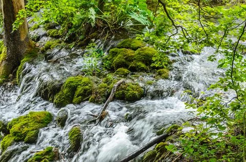 Mountain Stream in the Forest at Plitvice Lakes National Park, Croatia Photos