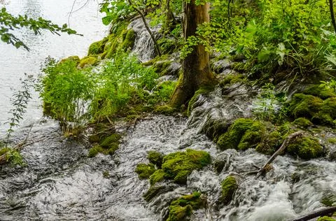 Mountain Stream in the Forest at Plitvice Lakes, Croatia. Water Flow in the Lake Stock Photos