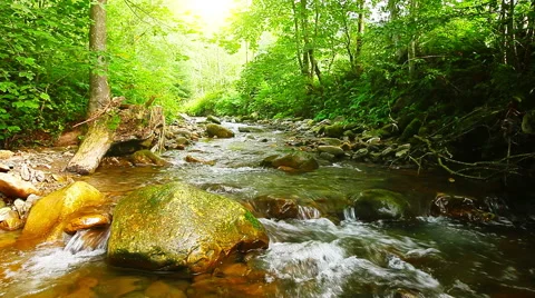 Mountain stream in the forest. slow motion. Stock Footage 45531240