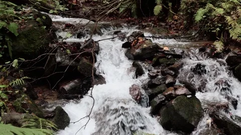 Mountain stream in the forest. Slow motion. Stock Footage 221306079