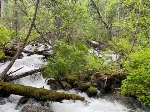 Mountain stream in the forest. Spring landscape. Mountain river. Stock Photos