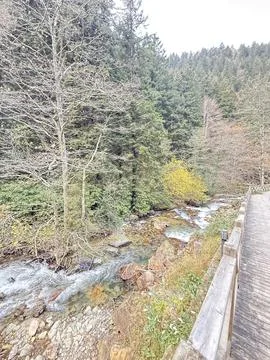 Mountain stream forest.Leafy forest pathway.Forest stream Stock Photos