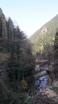 Mountain stream forest.Leafy forest pathway.Forest stream Stock Photos