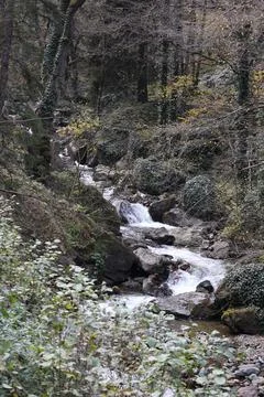 Mountain stream forest.Leafy forest pathway.Forest stream Stock Photos