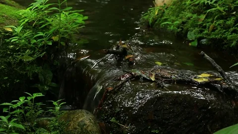 Mountain stream, freshness and clean environment water flow stream in nature Stock Footage 78366878