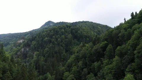 Mountain stream in the gorge, among the dense forest Stock Footage 116262517
