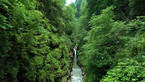 Mountain stream in the gorge, among the dense forest Vídeo Stock 116278335