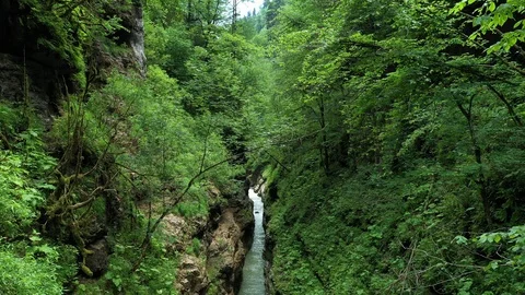 Mountain stream in the gorge, among the dense forest Stock Footage 116278617