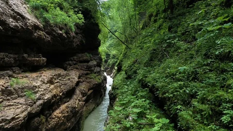 Mountain stream in the gorge, among the dense forest Stock Footage 116278810