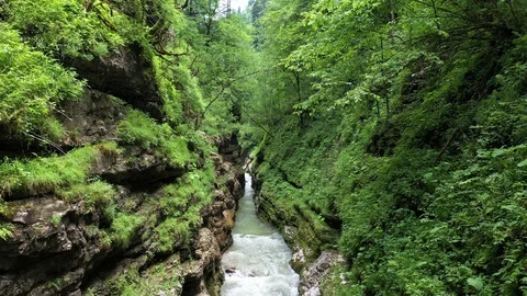 Mountain stream in the gorge, among the dense forest Stock Footage 116279123