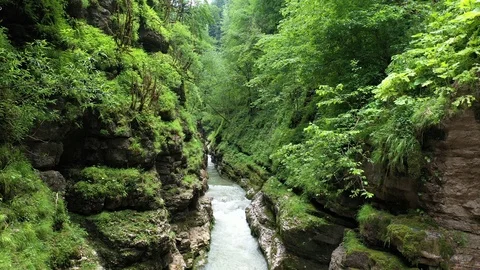 Mountain stream in the gorge, among the dense forest Stock Footage 116279477