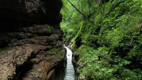 Mountain stream in the gorge, among the dense forest Stock Footage 116279659