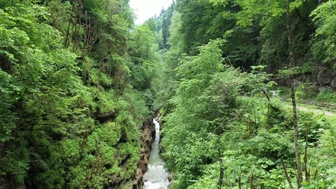 Mountain stream in the gorge, among the dense forest Stock Footage 116280111