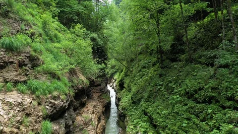 Mountain stream in the gorge, among the dense forest Stock Footage 116280575