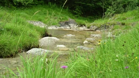 Mountain stream with grass and flowers Stock-Footage 211469481