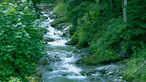 Mountain stream in the green of the Alps, Austria Stock Footage 235534745