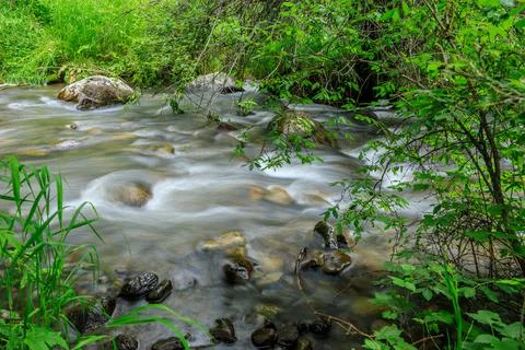Mountain stream in green forest. Stock Photos