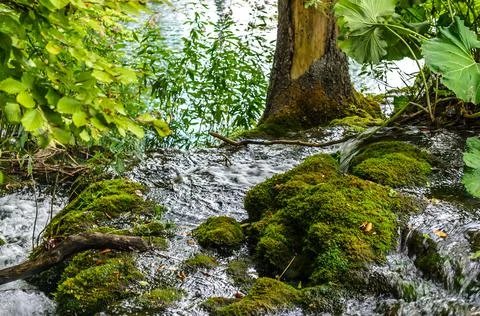 Mountain Stream in the Green Forest at Plitvice Lakes National Park, Croatia. 写真素材
