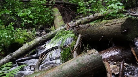 Mountain stream green grass rotten logs in the forest Stock Footage 137919473