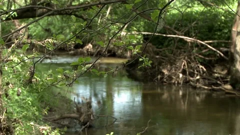 Mountain stream in green summer forest Stock Footage 71626902