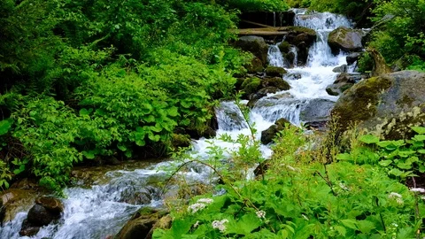 Mountain stream in the green summer forest Stock Footage 92239619