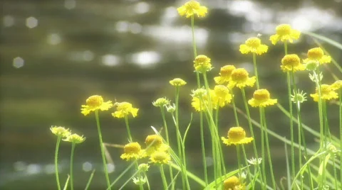 Mountain Stream HD Stock Footage 335263