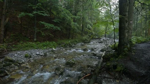 Mountain Stream in the High Tatra Stock Footage 94741632