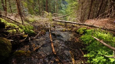Mountain stream in juicy Austrian forrest Stock Footage 158611891