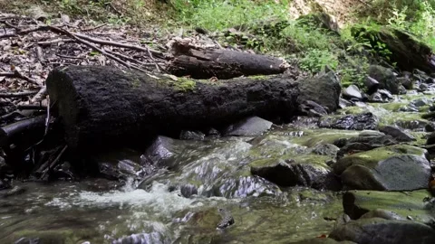 Mountain stream large log 4 k Fresh water stream Stock Footage 138866549