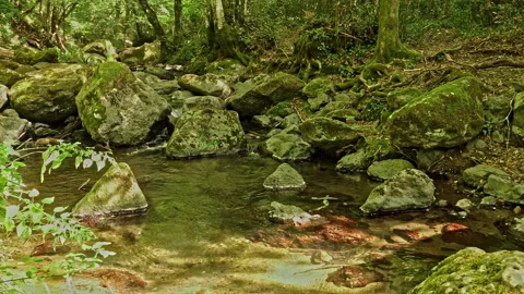 Mountain stream with little water flows between large boulders Stock Footage 214041713