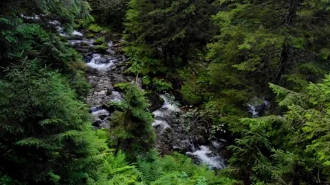 Mountain Stream with Lush Forest. Stock Footage 306286371