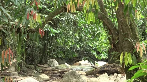 Mountain stream, Malaysia Stock Footage 133146415
