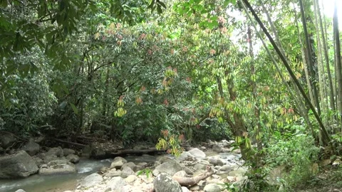 Mountain stream, Malaysia Stock-Footage 133146427