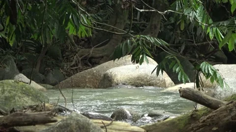 Mountain stream, Malaysia Stock-Footage 133146499