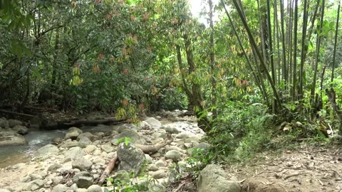 Mountain stream, Malaysia Stock Footage 133146510