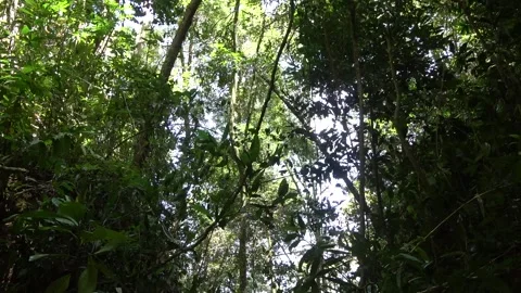 Mountain stream, Malaysia Video stock 135717012